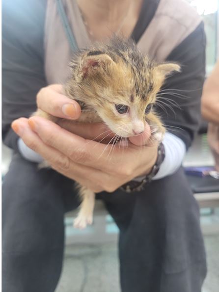 보호중 한국 고양이…